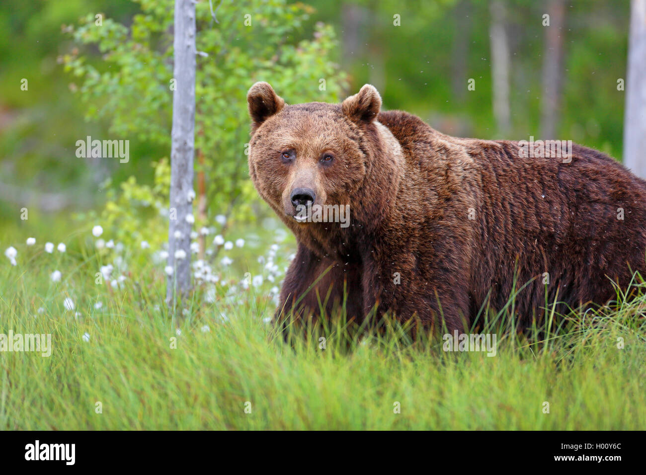 Europäische Braunbär (Ursus arctos arctos), Wandern durch Baumwolle - Gras, Seitenansicht, Finnland, Kainuu Stockfoto