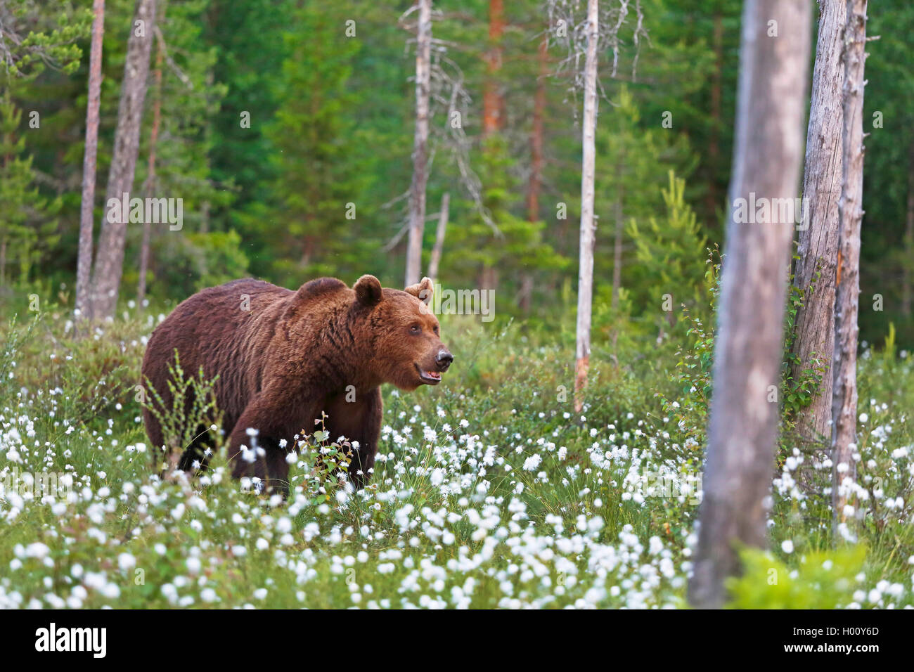 Europäische Braunbär (Ursus arctos arctos), Wandern durch blühende Wollgras, Finnland, Kainuu Stockfoto