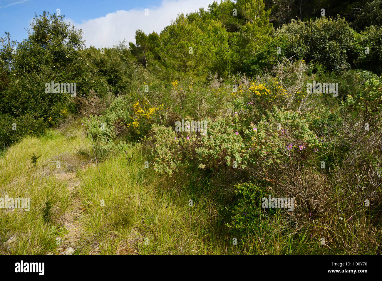 Macchia mit Rock Rosen auf Mallorca, Spanien, Balearen, Mallorca, Cala