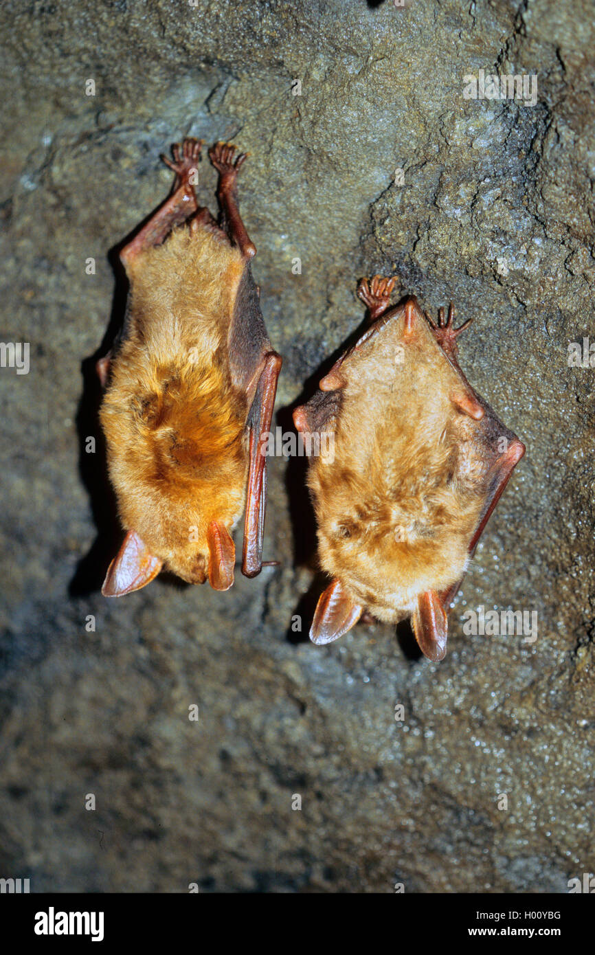 Mehr Mouse-eared bat, große Mouse-Eared Bat (Myotis myotis), zwei Tiere im Winterschlaf, der in einer Höhle, Rückansicht, Deutschland, Nordrhein-Westfalen, Siegerland Stockfoto