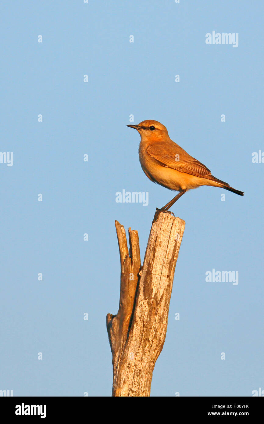 Isabelline Steinschmätzer (Oenanthe isabellina), Männer sitzen auf einer Stange, Seitenansicht, Griechenland, Lesbos Stockfoto