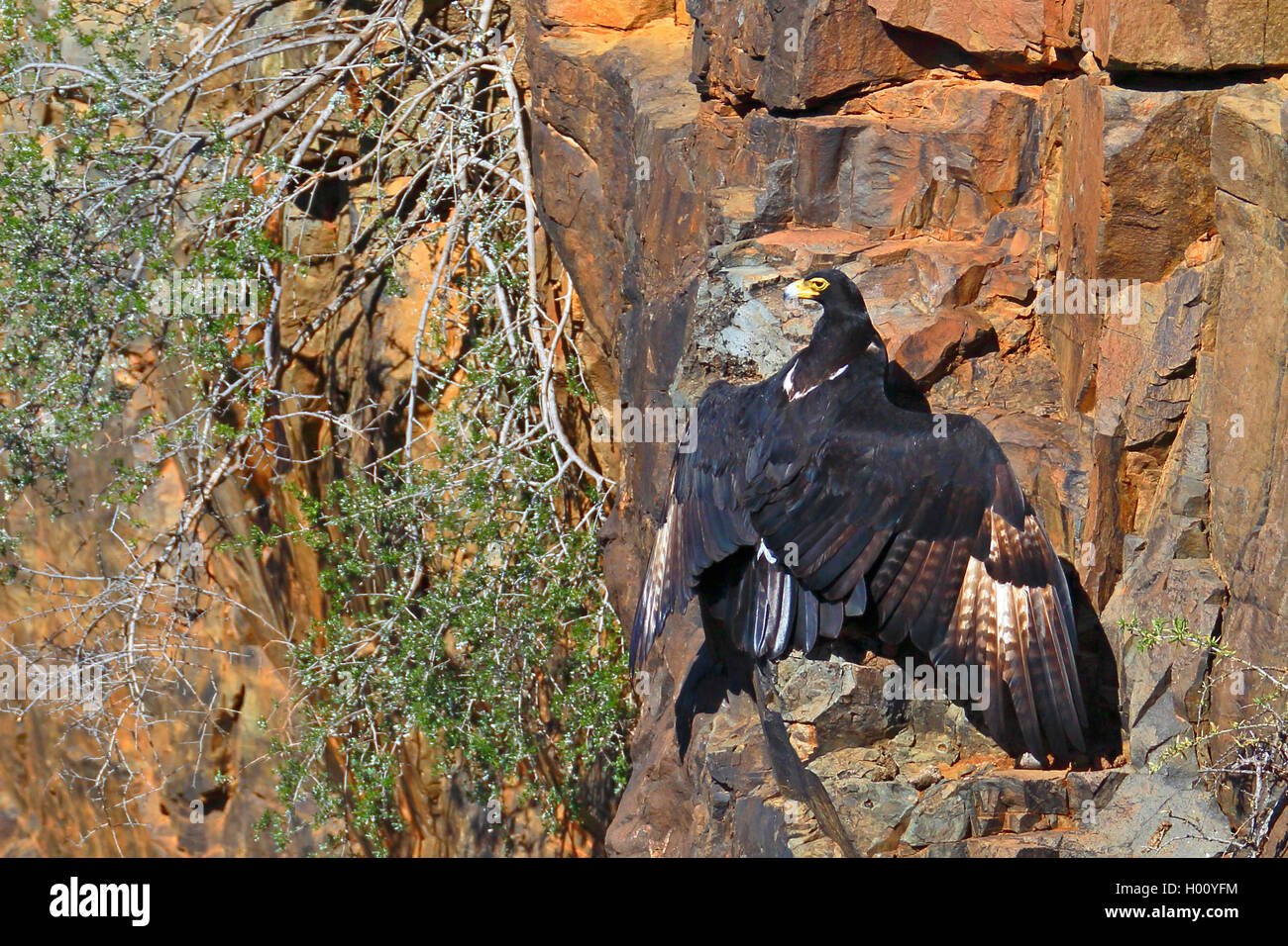 Verreaux's Eagle (Aquila verreauxii), an einer Felswand mit geöffneten Flügeln sitzend, Südafrika, Western Cape, Karoo National Park Stockfoto
