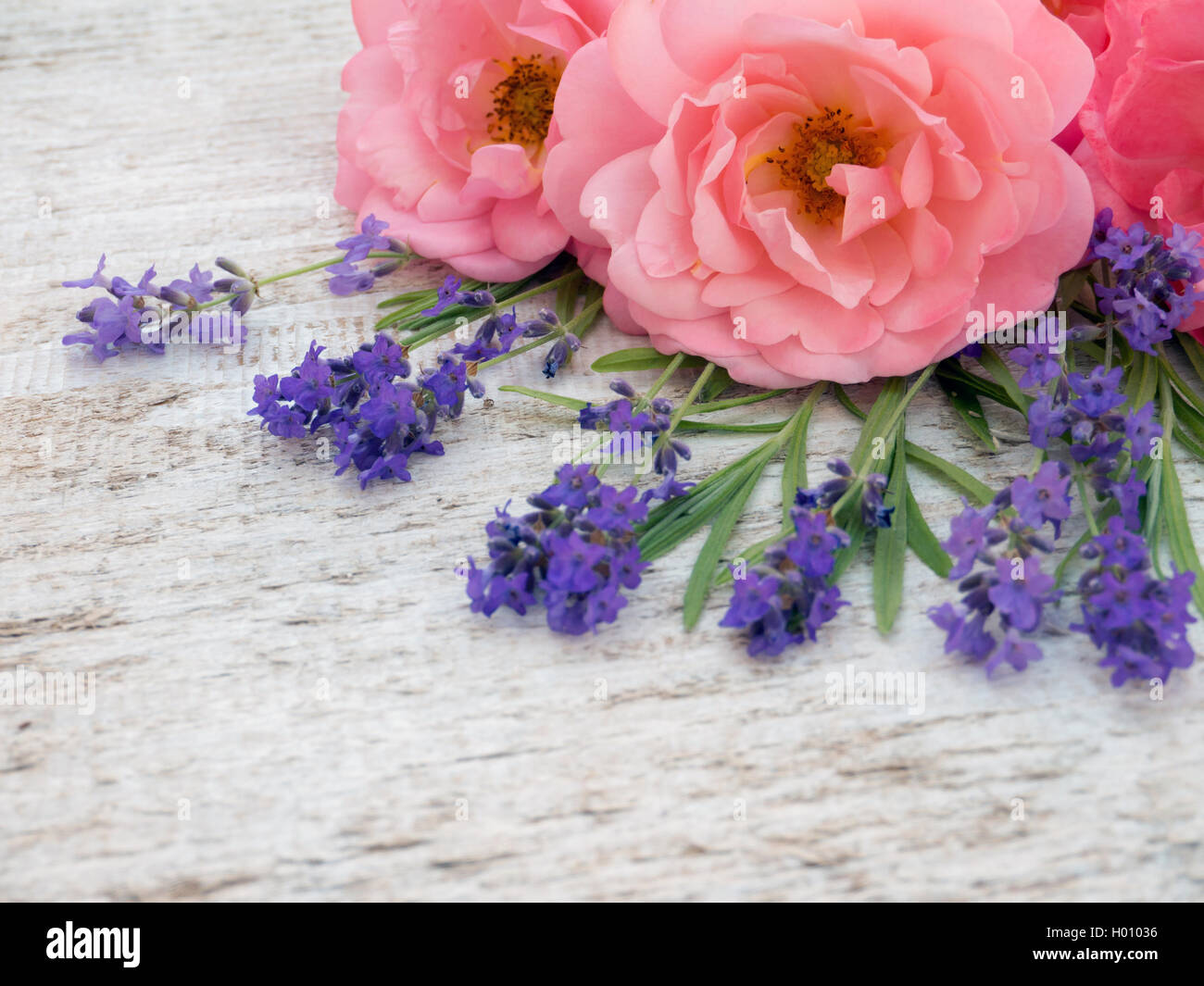 Rosa lockig offen Rosen und Lavendel Provence auf dem weißen groben hölzernen Hintergrund Stockfoto