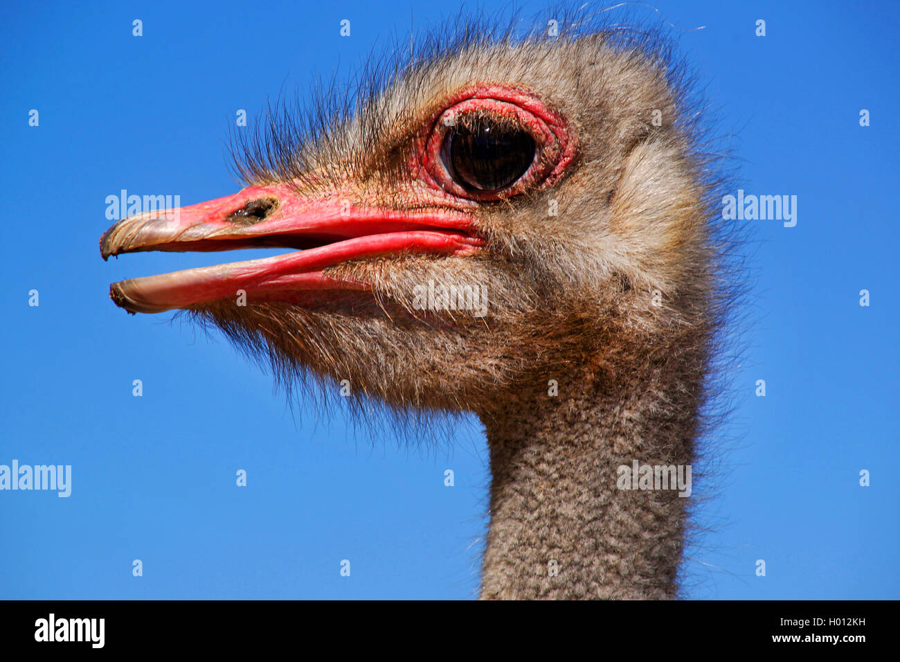 Strauß (Struthio camelus), Porträt, Südafrika Stockfoto