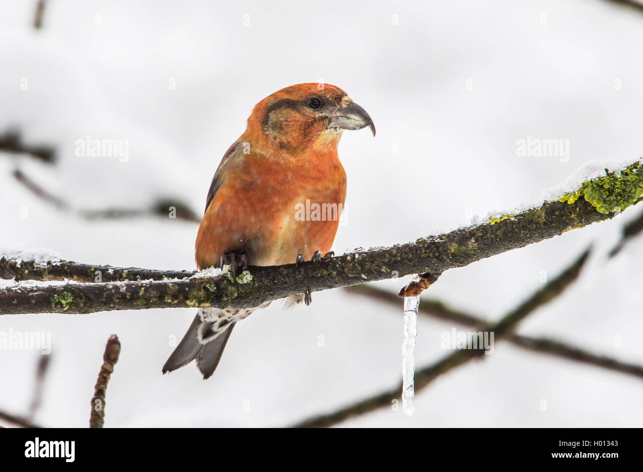 Red gegenwechsel (Loxia curvirostra), männlich Sitzen auf einem schneebedeckten Zweig, Schweiz, Sankt Gallen Stockfoto