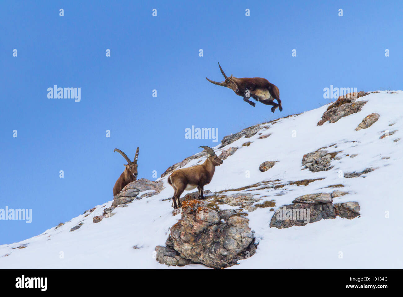 Alpensteinbock (Capra ibex, Capra ibex Ibex), Steinböcke in den Bergen auf einem schneebedeckten Bergrücken und zu kämpfen, Schweiz, Graubünden, Piz Bernina Stockfoto