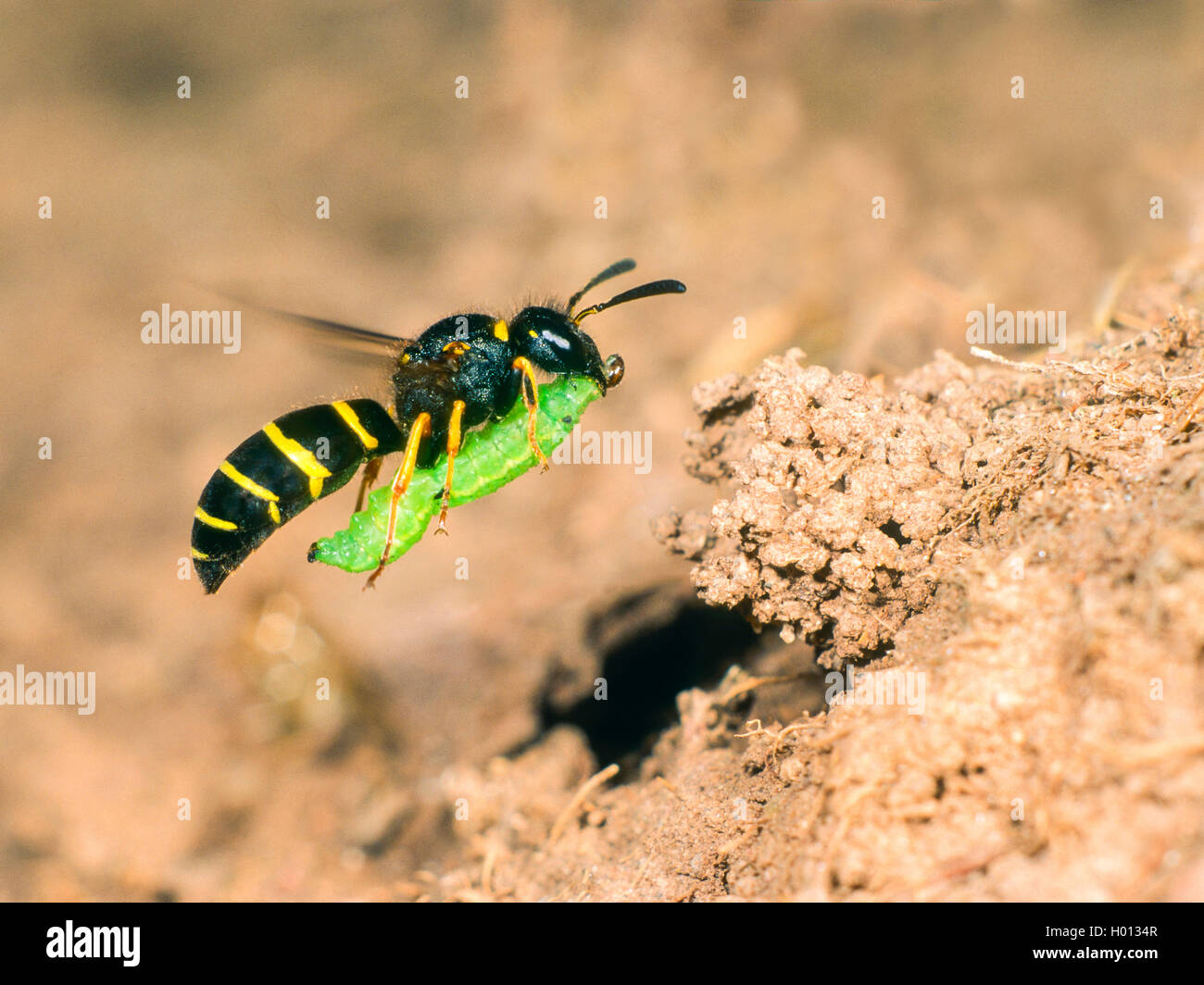 Potter Wasp (Odynerus spinipes, Oplomerus spinipes), Weibliche fliegen mit Beute (Curculionidae-Larve) zum Nest Stockfoto
