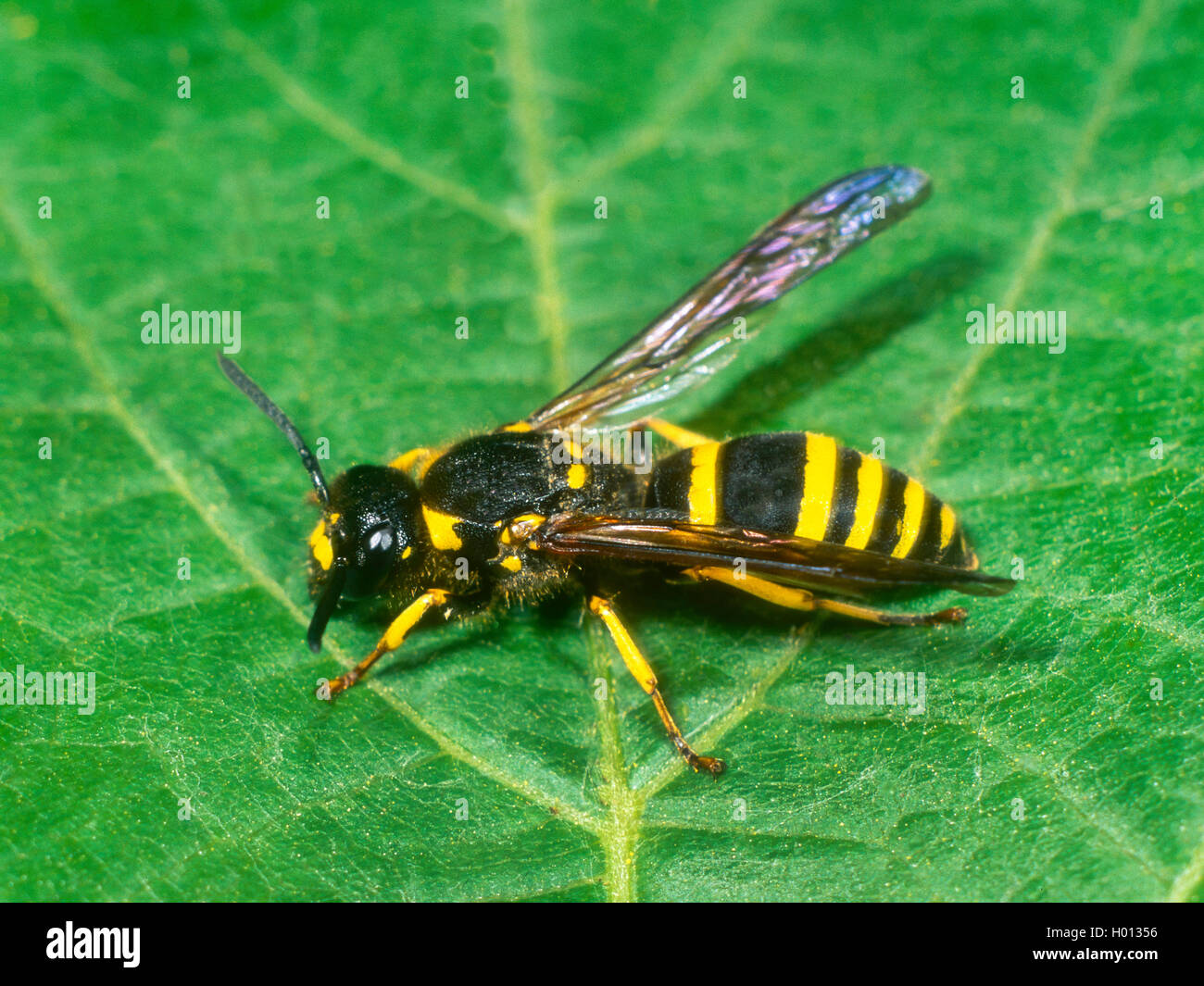 Potter Wasp (Ancistrocerus nigricornis), Weiblich, Deutschland Stockfoto