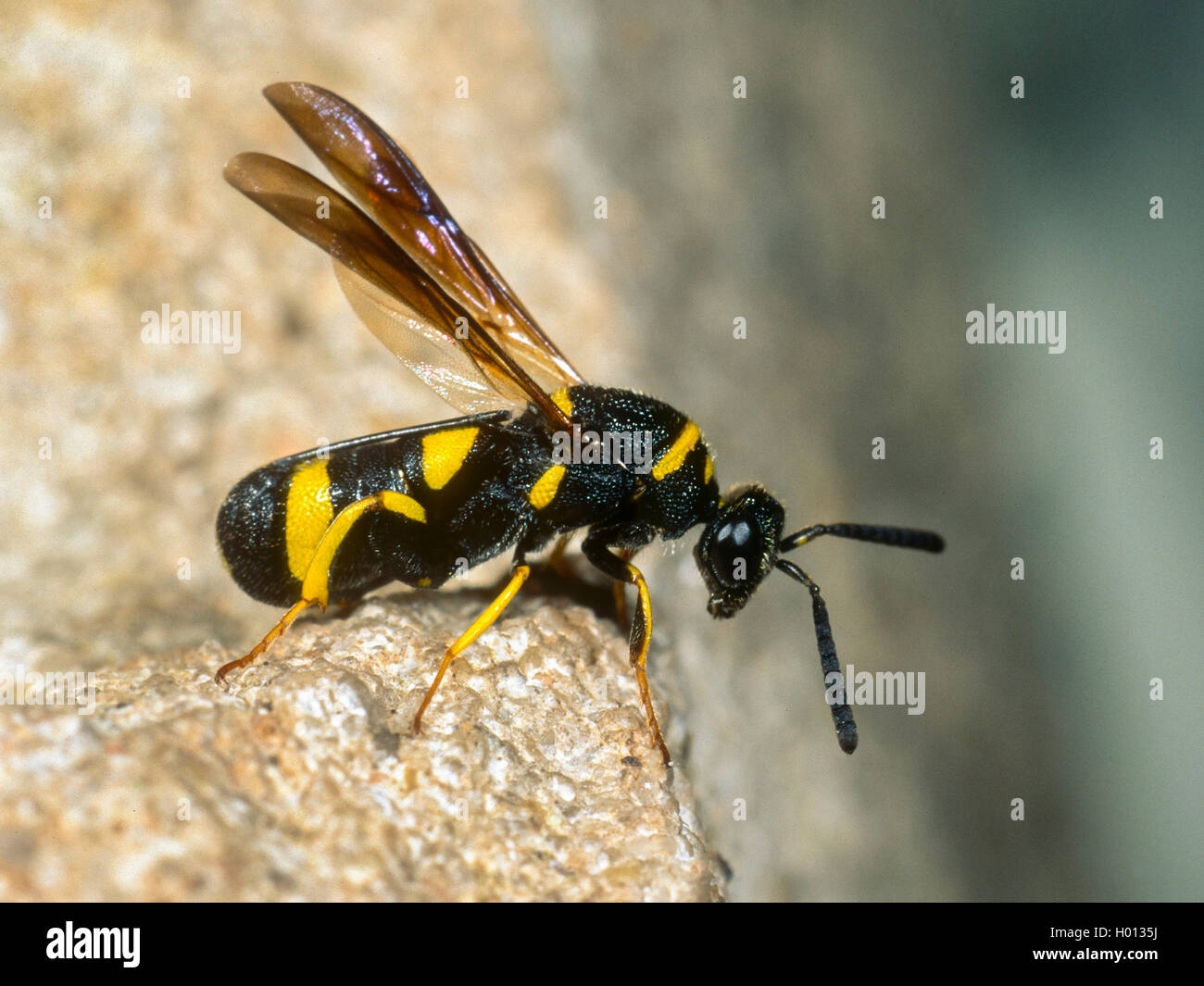 Parasitische Wespe (Leucospis dorsigera), weiblich, Deutschland Stockfoto