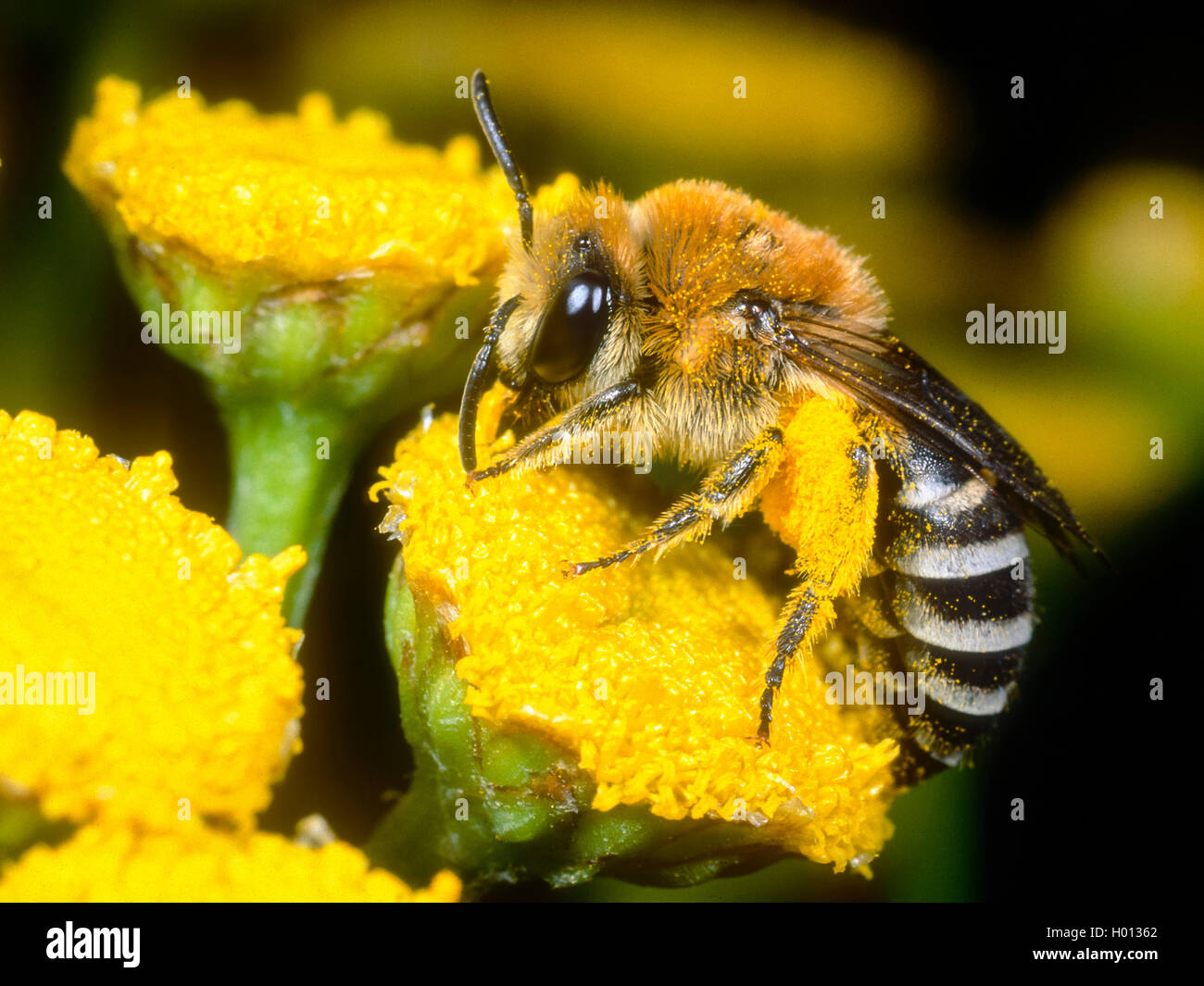 Gemeine Seidenbiene, Gemeine Seiden-Biene (Colletes Daviesanus), Weibchen Bei der Pollen - Und Nektaraufnahme ein Rainfarn (Tanace Stockfoto