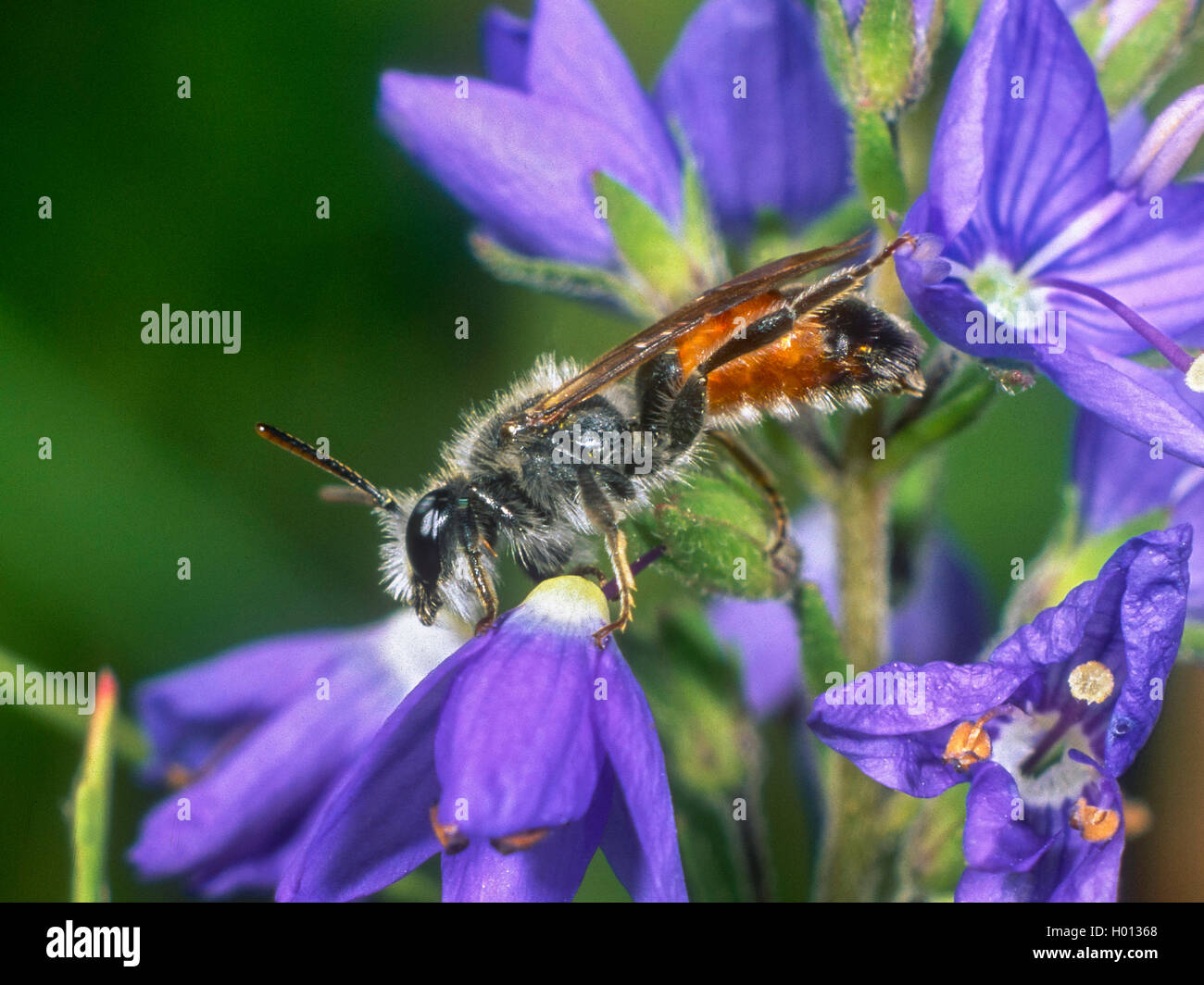 Rot - girdled Bergbau - Biene (Andrena labiata), männlich Nahrungssuche auf Veronica (Vernonica spec.), Deutschland Stockfoto