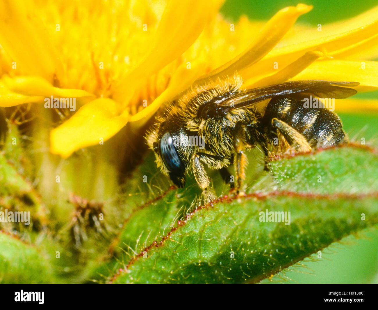 Spined Maurer - Biene (Osmia spinulosa), Weibliche schläft auf Qx-Auge (Buphthalmum salicifolium), Deutschland Stockfoto