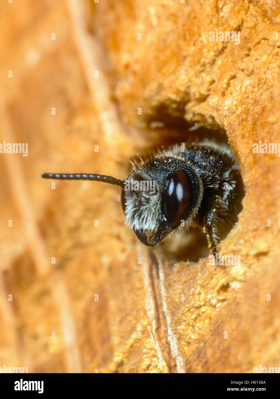 (Heriades truncorum, Osmia Heriades truncorum), Weibchen im Nest, Deutschland Stockfoto