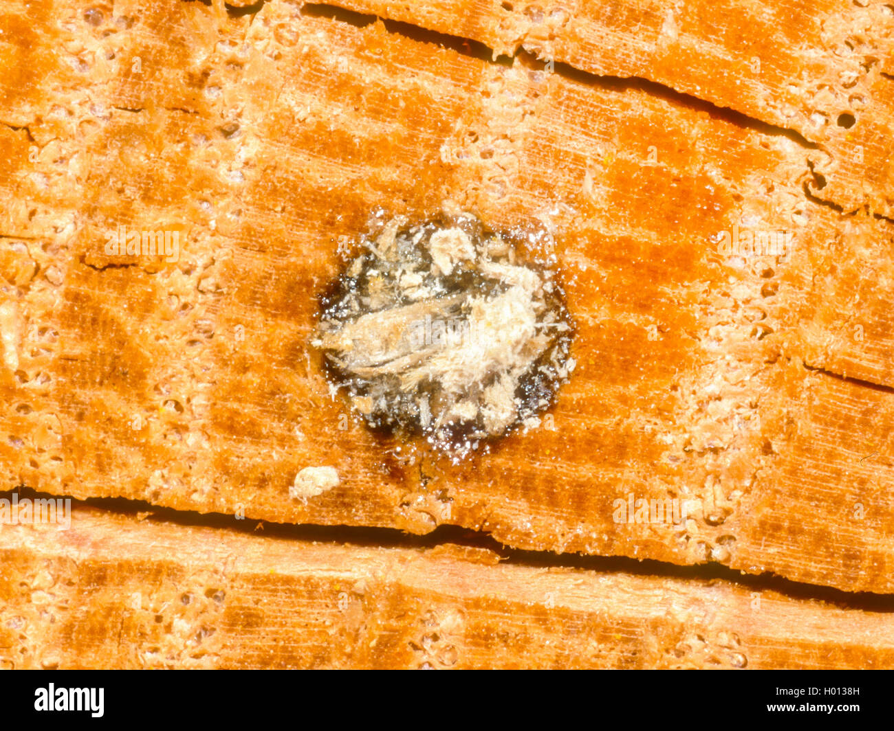 (Heriades truncorum, Osmia Heriades truncorum), geschlossen Nesteingang, Deutschland Stockfoto