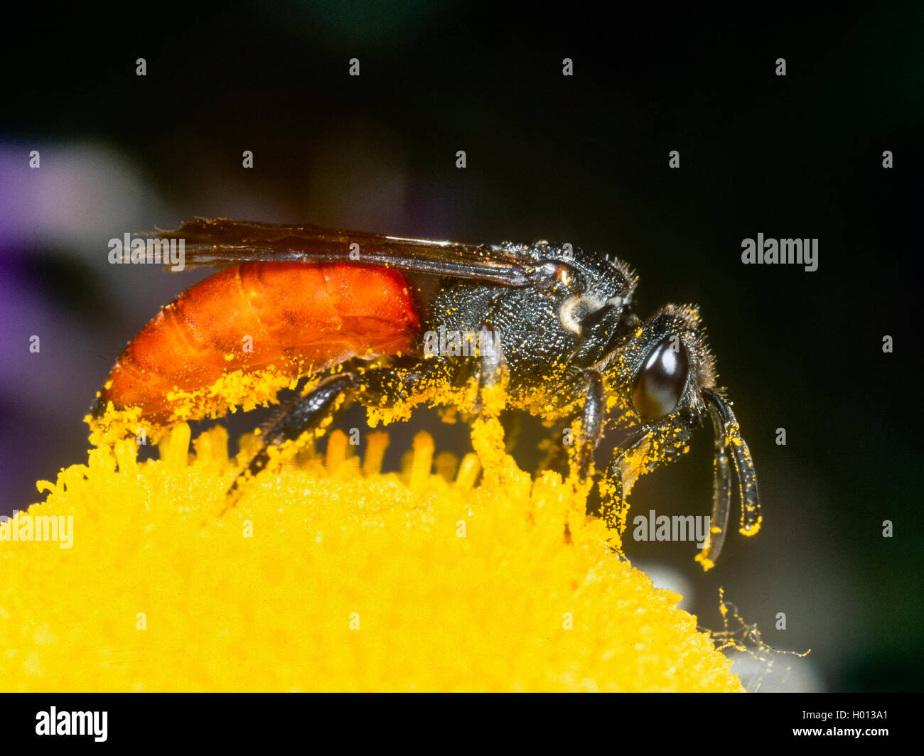 Blut Biene (Sphecodes albilabris), Weibliche Nahrungssuche auf Ox-eye Daisy (Leucanthemum vulgare), Deutschland Stockfoto