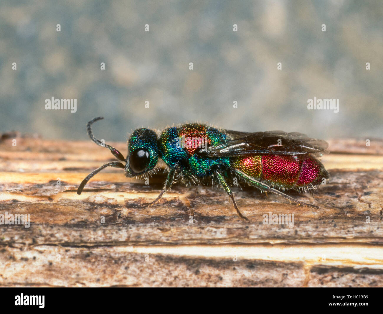 Kuckuck Wasp (Chrysis illigeri), die auf Totholz angewiesen, Deutschland Stockfoto