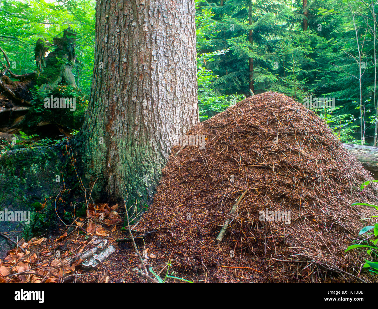 Waldameise (Formica rufa), Ameisenhügel im Wald, Deutschland Stockfoto