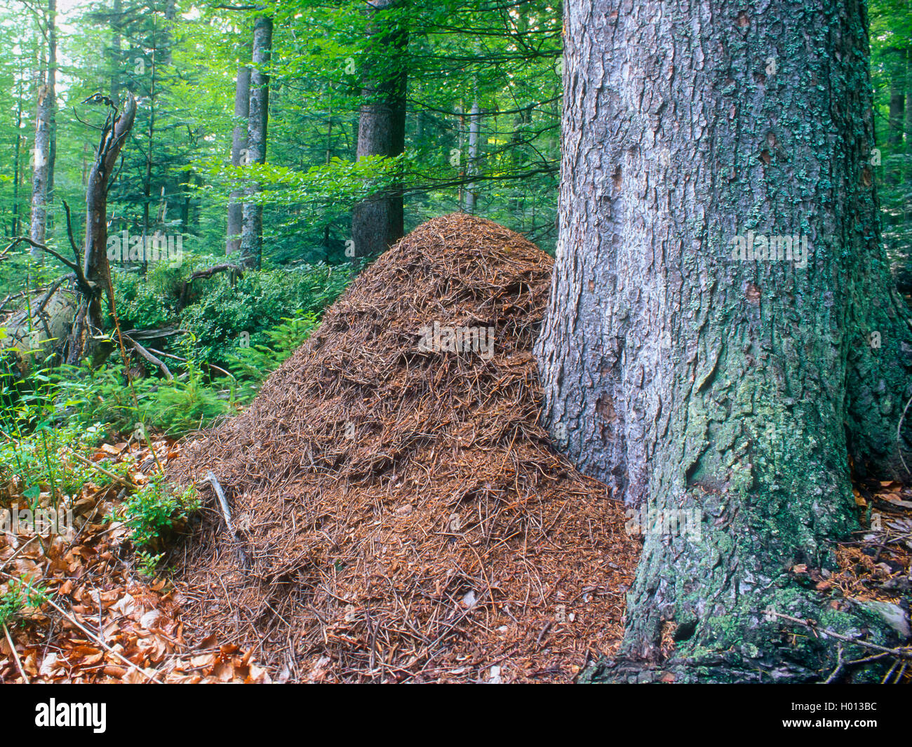 Waldameise (Formica rufa), Ameisenhügel im Wald, Deutschland Stockfoto