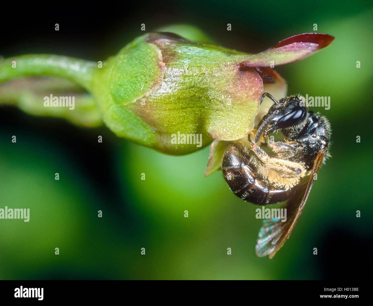Wilde Bienen (apoidea), Weibliche Nahrungssuche auf Figwort (Scrophularia nodosa), Deutschland Stockfoto