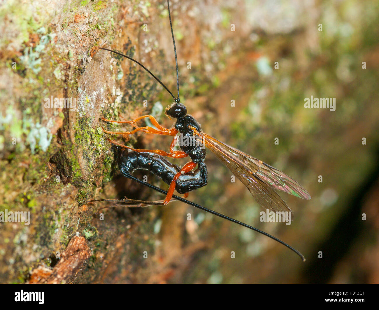 Ichneumon fliegen, ichneumons (Ichneumonidae), Eiablage durch weibliche in englischer Eiche (Quercus robur), Deutschland Stockfoto