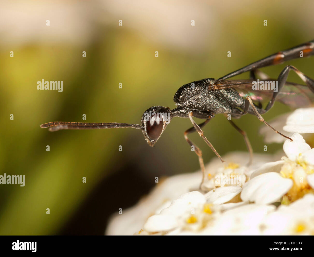 Gasteruptid Wasp (Gasteruption tournieri), Weibliche Nahrungssuche auf gemeinsame Schafgarbe (Achillea millefolium), Deutschland Stockfoto