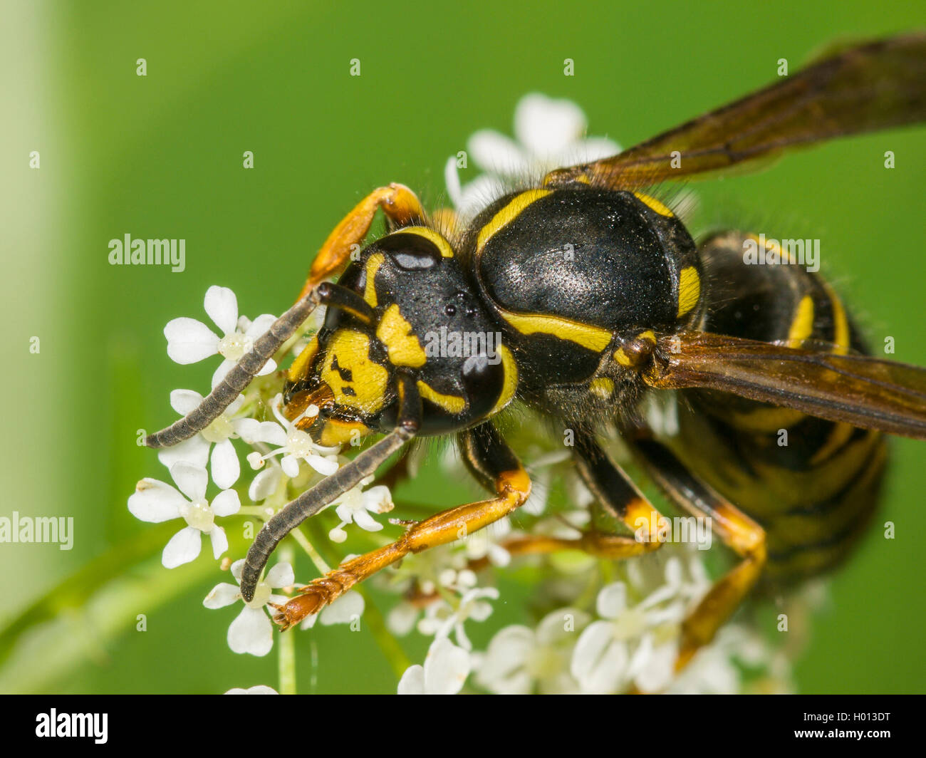 Deutsche Wespe (Vespula germanica, Vespa germanica, Paravespula germanica), Königin der Nahrungssuche über Kuh Petersilie (Anthriscus sylvestris), Deutschland Stockfoto