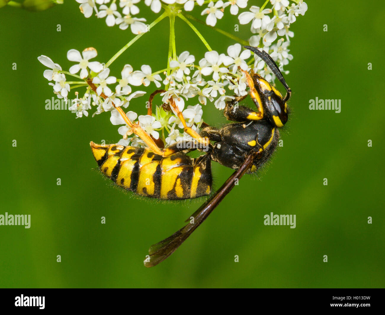 Deutsche Wespe (Vespula germanica, Vespa germanica, Paravespula germanica), Königin der Nahrungssuche über Kuh Petersilie (Anthriscus sylvestris), Deutschland Stockfoto