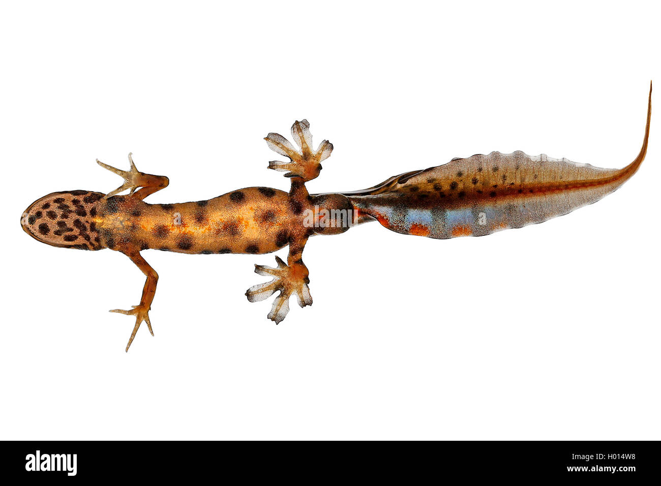 Teichmolch (Triturus vulgaris, Lissotriton vulgaris), männlich, Ansicht von unten Stockfoto