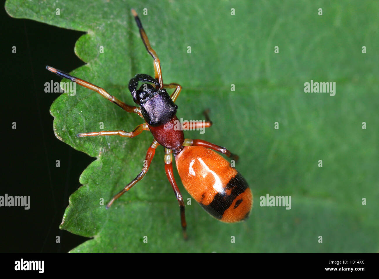 Ant Spinne (Myrmarachne formicarien), auf einem Blatt, Österreich Stockfoto