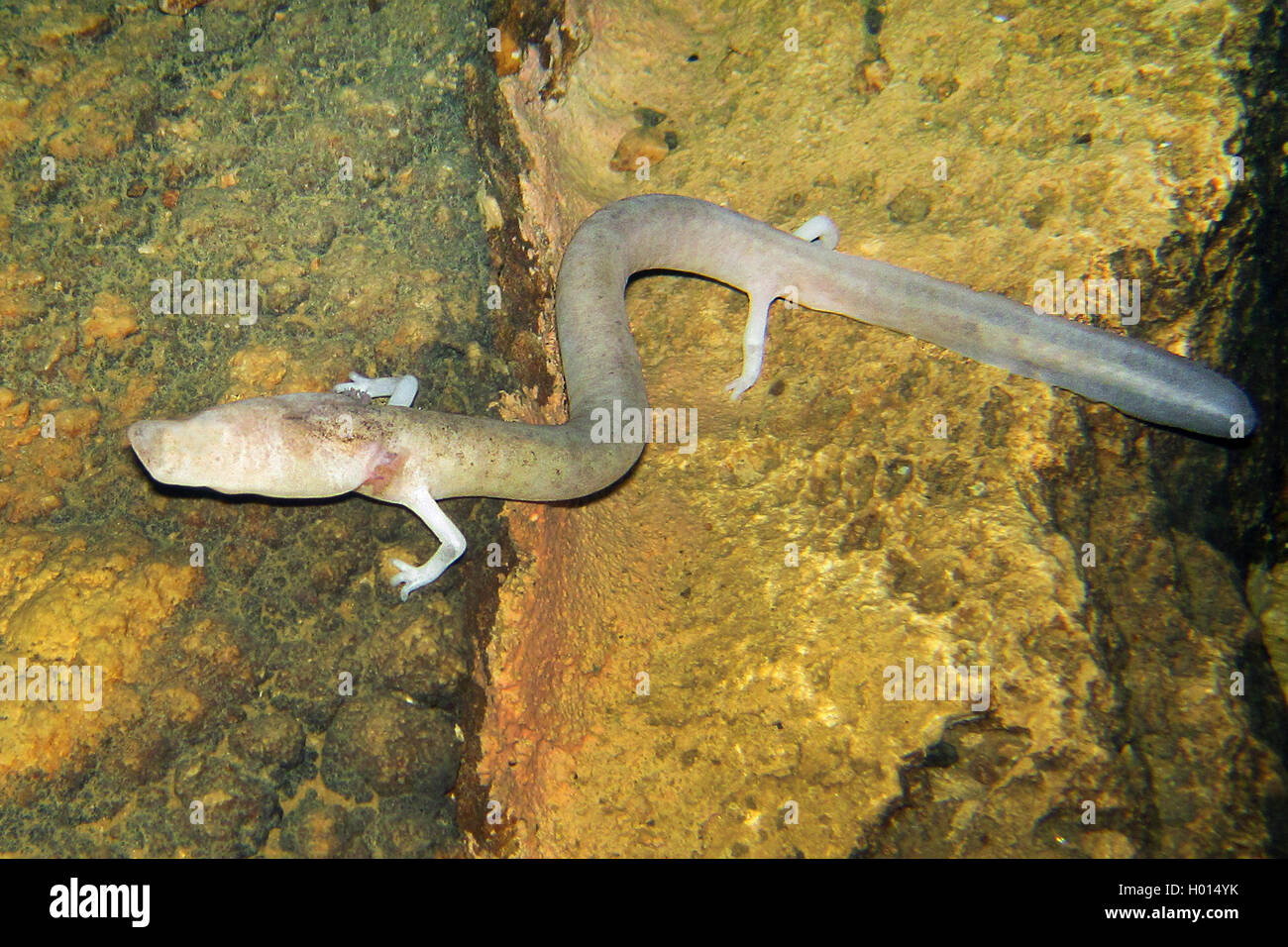 Europäische olm (blind Salamander) (Proteus anguinus), unter Wasser auf einem Felsen, Ansicht von oben, Slowenien Stockfoto