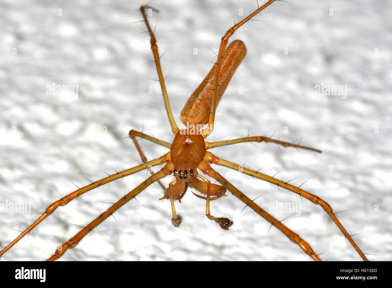 Lange backen orb Weaver (tetragnathidae), auf weißem Grund, Österreich Stockfoto
