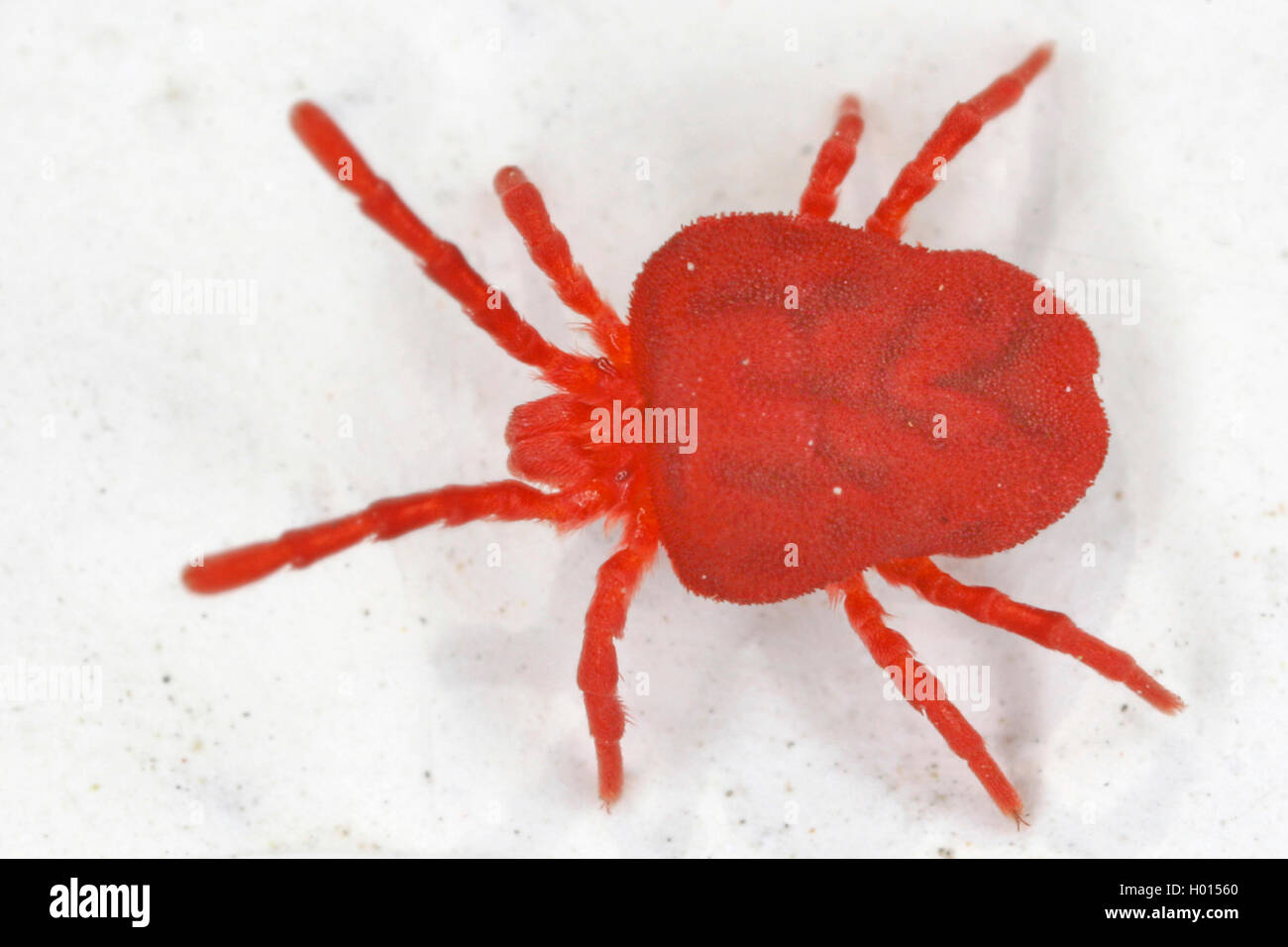 Velvet mite (Trombidium holosericeum), auf weißem Grund, Österreich Stockfoto