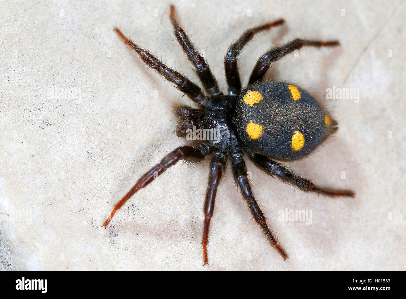 Uroctea durandi (Uroctea durandi), auf weißem Grund, Kroatien Stockfoto