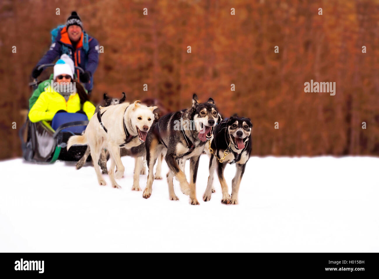 Hundeschlitten, Frankreich, Savoyen, Peisey Vallandry Stockfoto