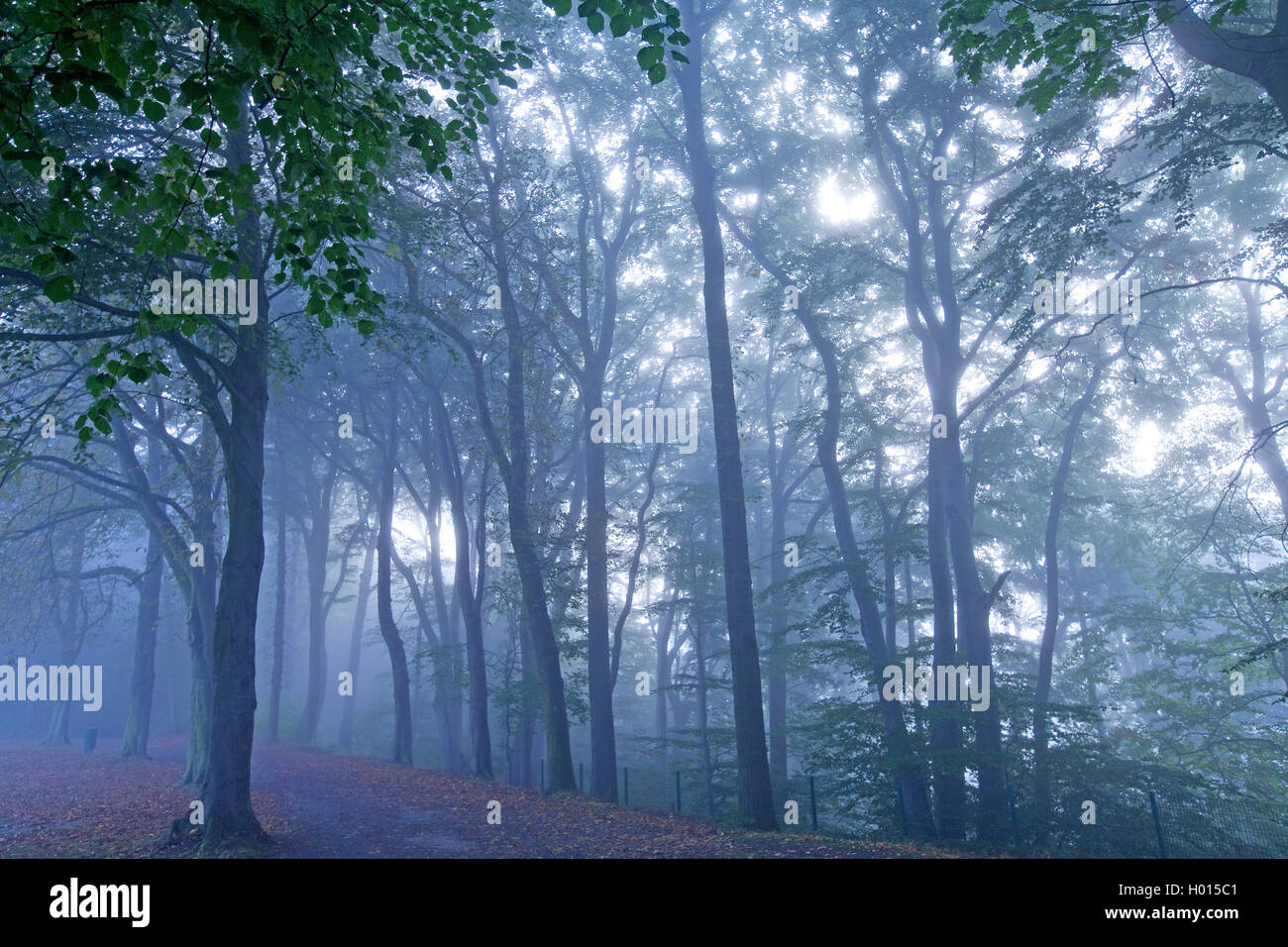 Geheimnisvolle nebligen Wald in der Dämmerung, Deutschland, Nordrhein-Westfalen, Ruhrgebiet, Witten Stockfoto