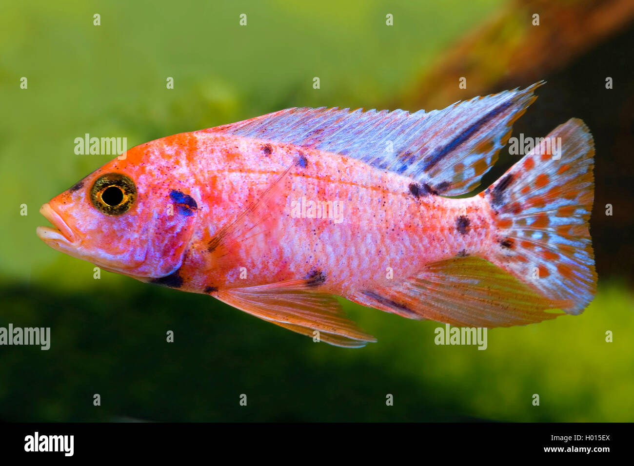 Kaiser cichlid (Aulonocara nyassae), fünf Farbe Stockfoto