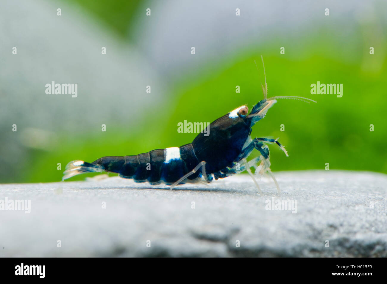 Bee Garnele (Caridina cantonensis vgl. schwarze Schatten), auf einem Stein Stockfoto