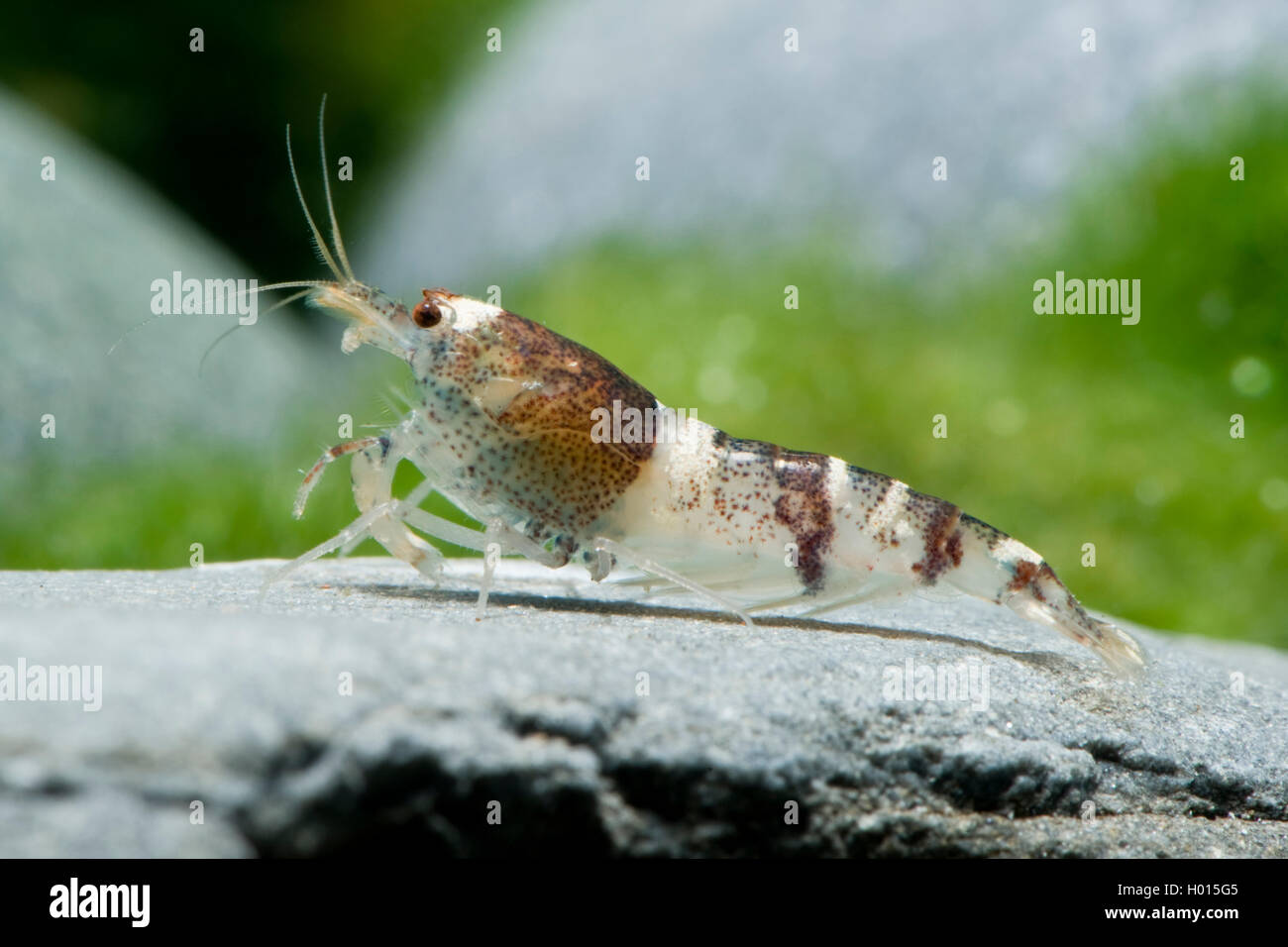 Suesswasser garnele Fotos und Bildmaterial in hoher Auflösung Alamy