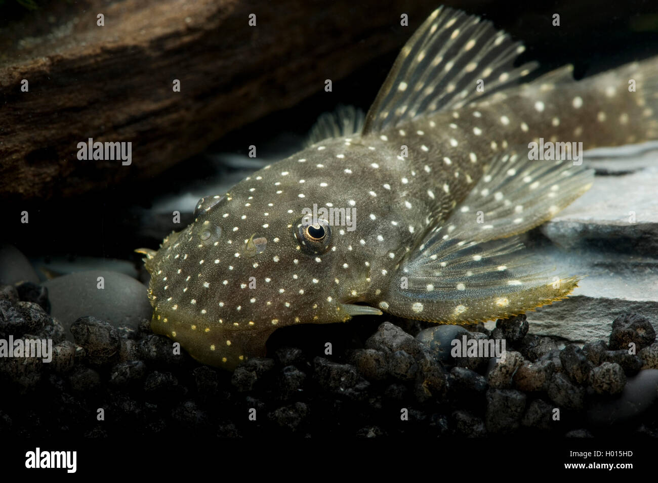 Weiß gefleckte Pleco (Hopliancistrus spec.), Porträt, Frank Teigler Stockfoto