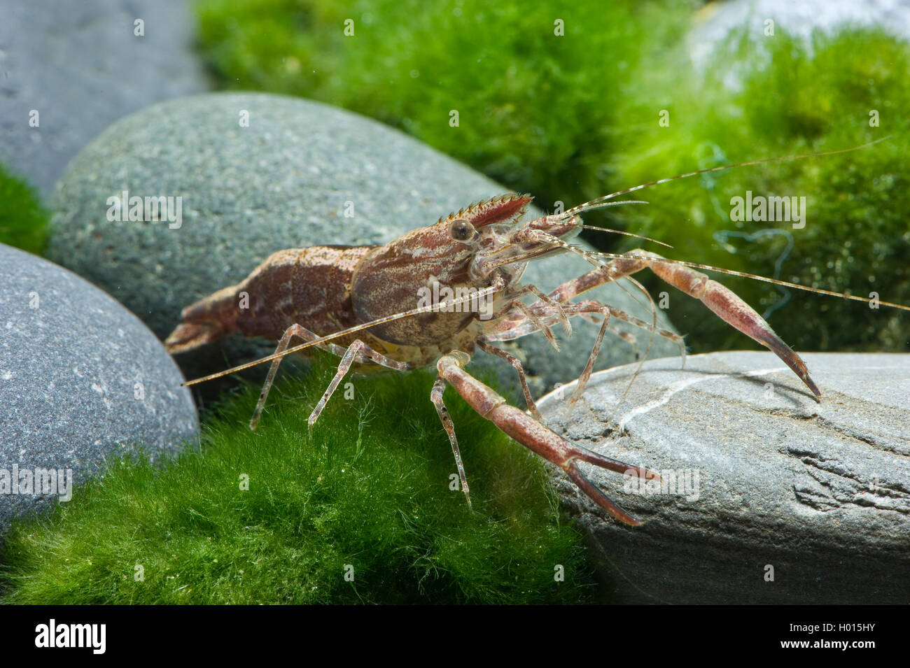 Red Rusty Garnele (Macrobrachium assamense), auf dem Boden sitzend Stockfoto