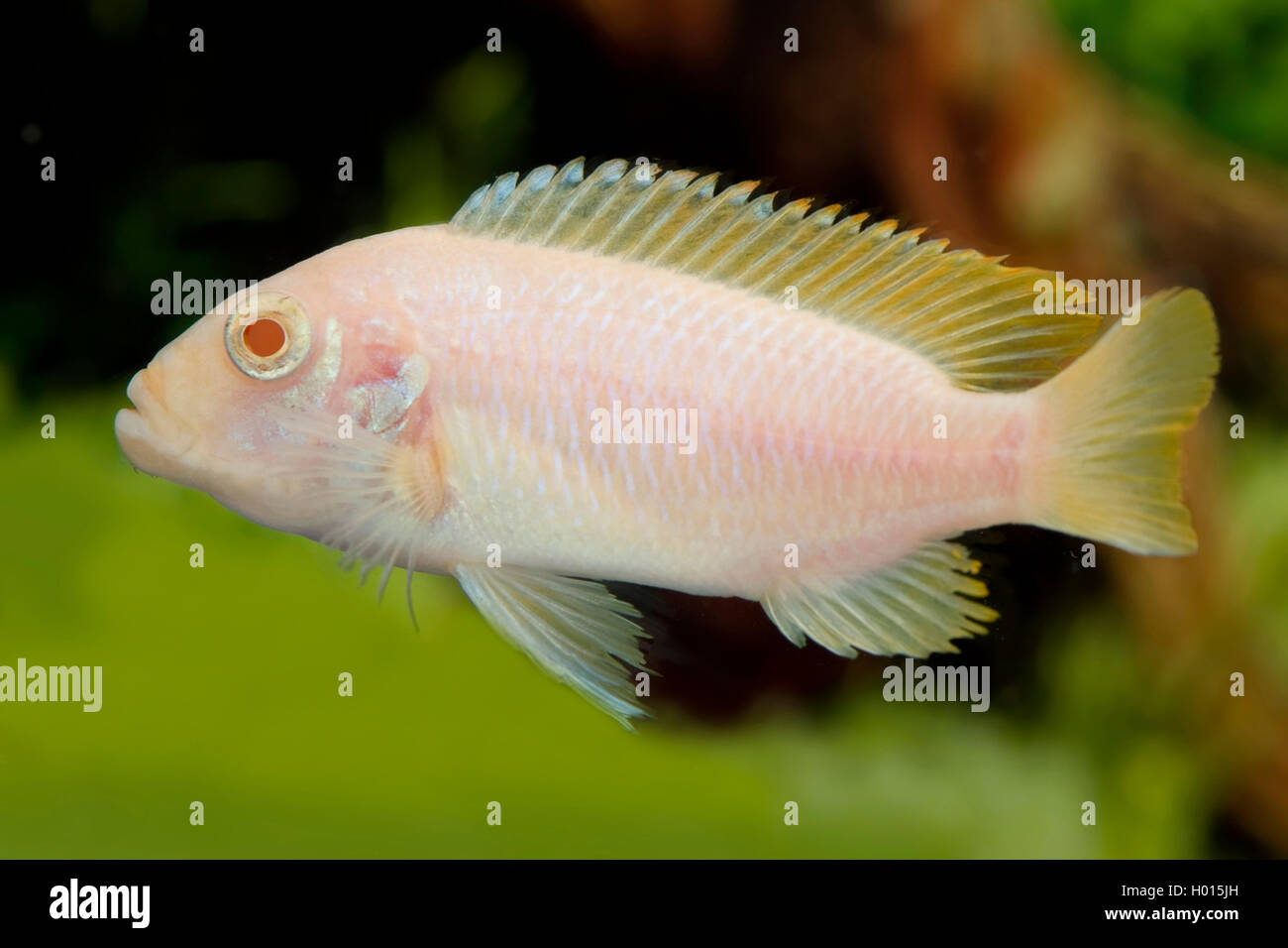 Eisblauer zebra cichlide -Fotos und -Bildmaterial in hoher Auflösung