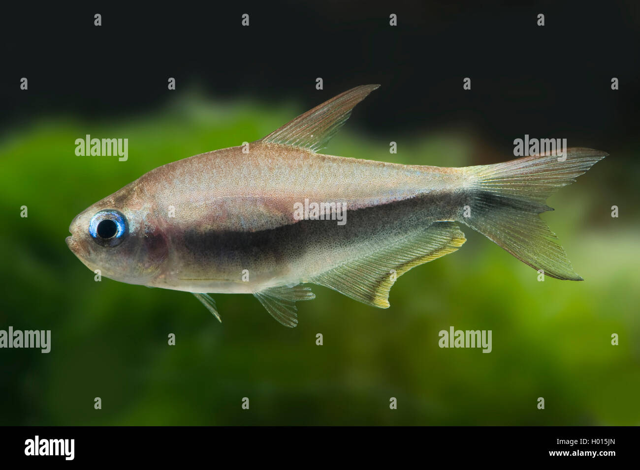 Black Emperor Tetra (Nematobrycon Palmeri, Nematobrycon amphiloxus), Schwimmen Stockfoto