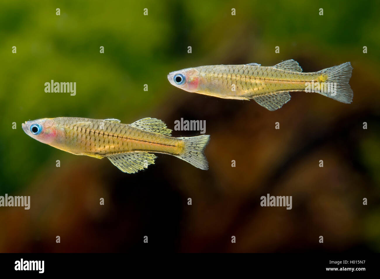 Gertrud von blue-eye, spotted blue-eye (Pseudomugil gertrudae), zwei Gertrud's blue-eyes Stockfoto