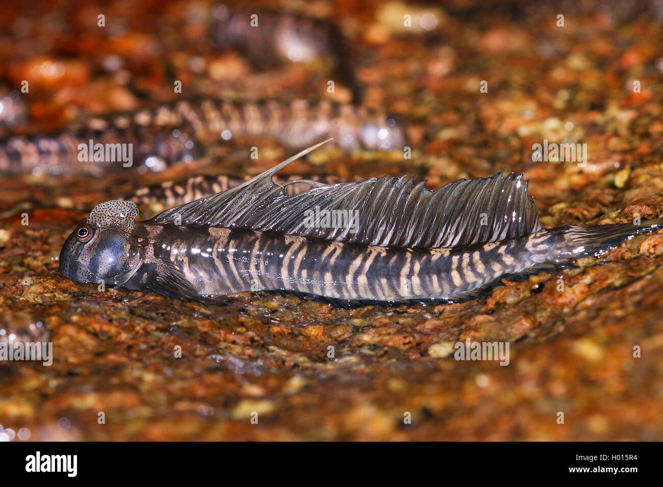 (Rockskipper Alticus anjouanae), full-length Portrait, Seitenansicht, Seychellen Stockfoto