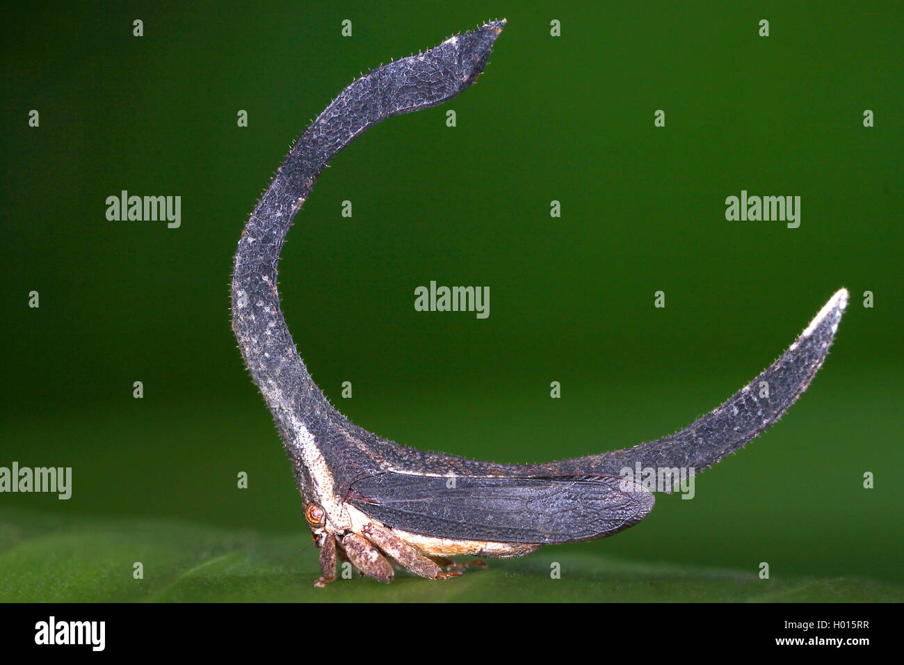 Gemeine Hufeisenzikade (Cladonota Apicalis), Buckelzirpe Mit Einem U