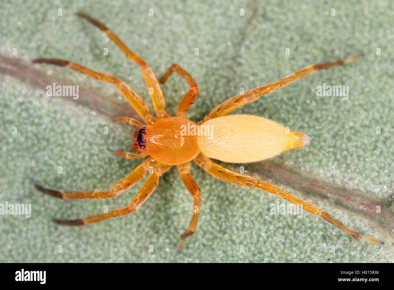 Clubionidae (Clubionidae), tropischen sac Spinnen aus, von oben betrachten, Costa Rica Stockfoto