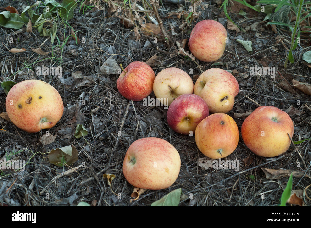 Gefallenen organische Gala äpfel Verrotten auf dem Boden im Obstgarten. Stockfoto