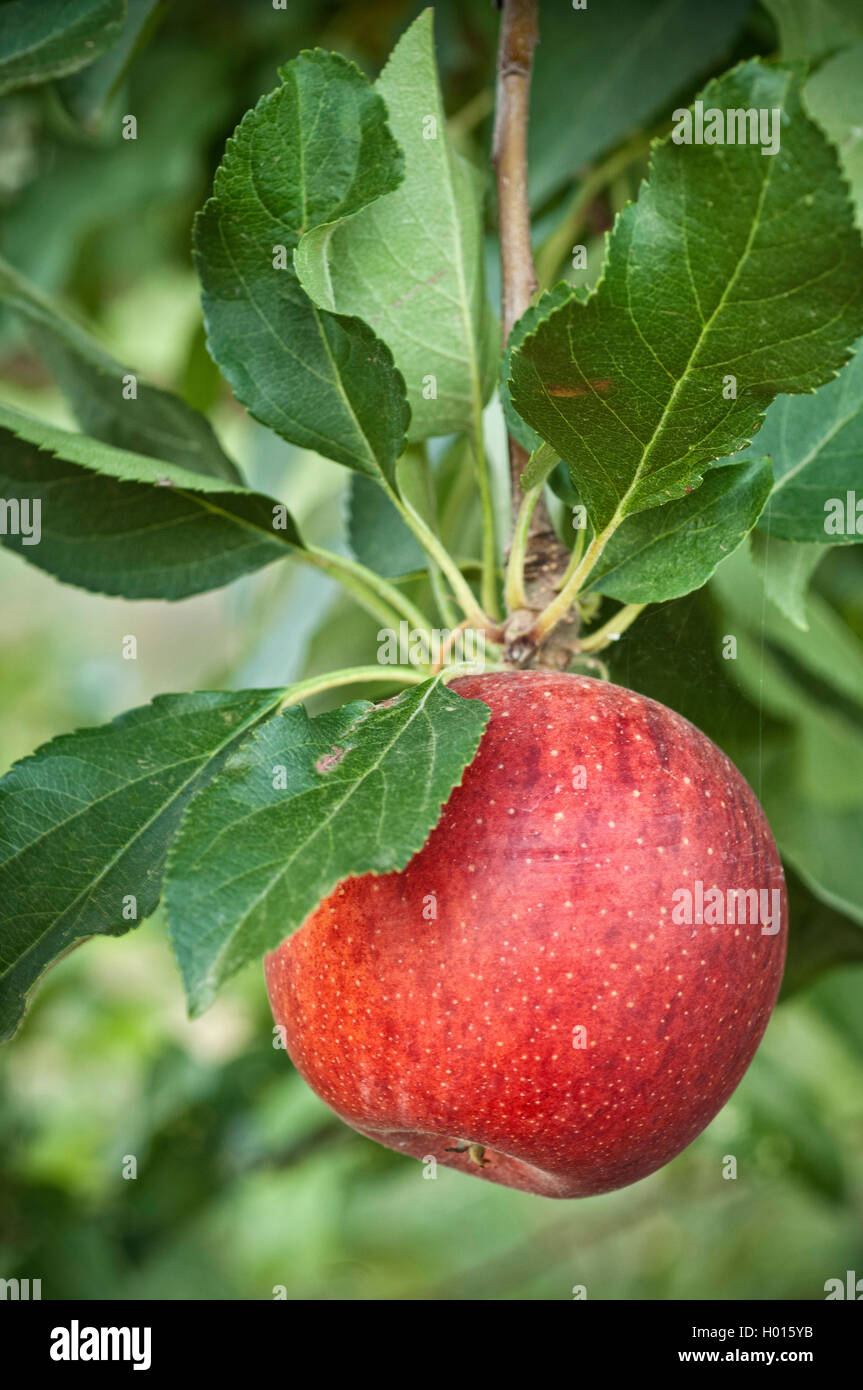 Aus biologischem Anbau Gala Äpfel am Baum. Stockfoto