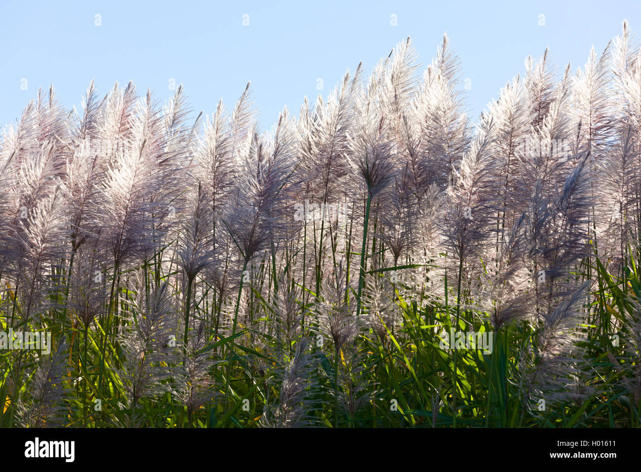 Blühende Zuckerrohr, Queensland, Australien. Stockfoto