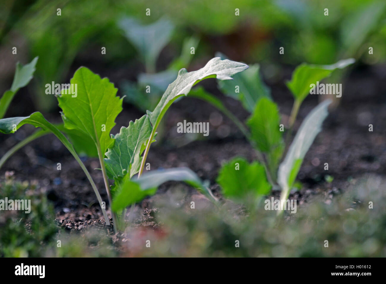 Kohlrabi (Brassica oleracea convar. acepala var. gongylodes, Brassica oleracea var. gongylodes), Keime in einem Gemüsebeet Stockfoto